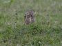 Day05 - 04 * Burrowing Owl